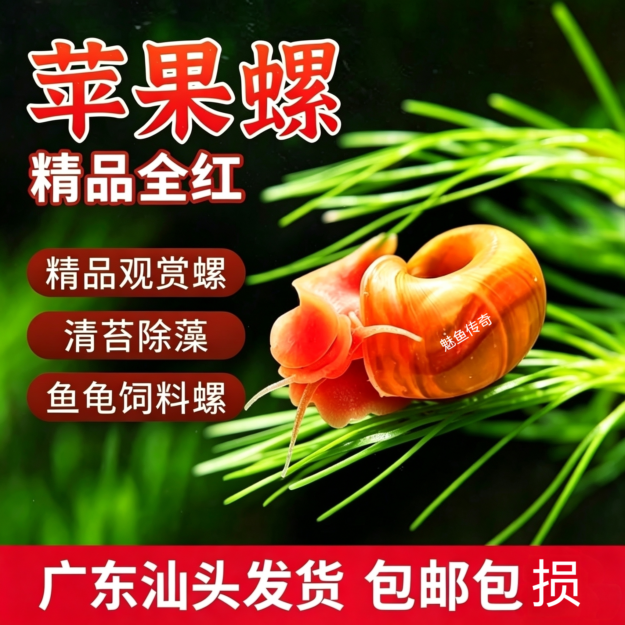 全红苹果螺鱼缸观赏辣椒榕清苔除藻清洁残食工具狗头鱼草龟饲料螺