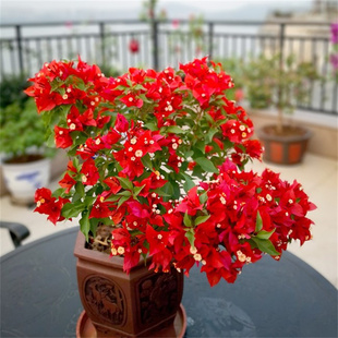 热火桑巴三角梅盆栽 四季花卉植物 红色花卉三角梅苗