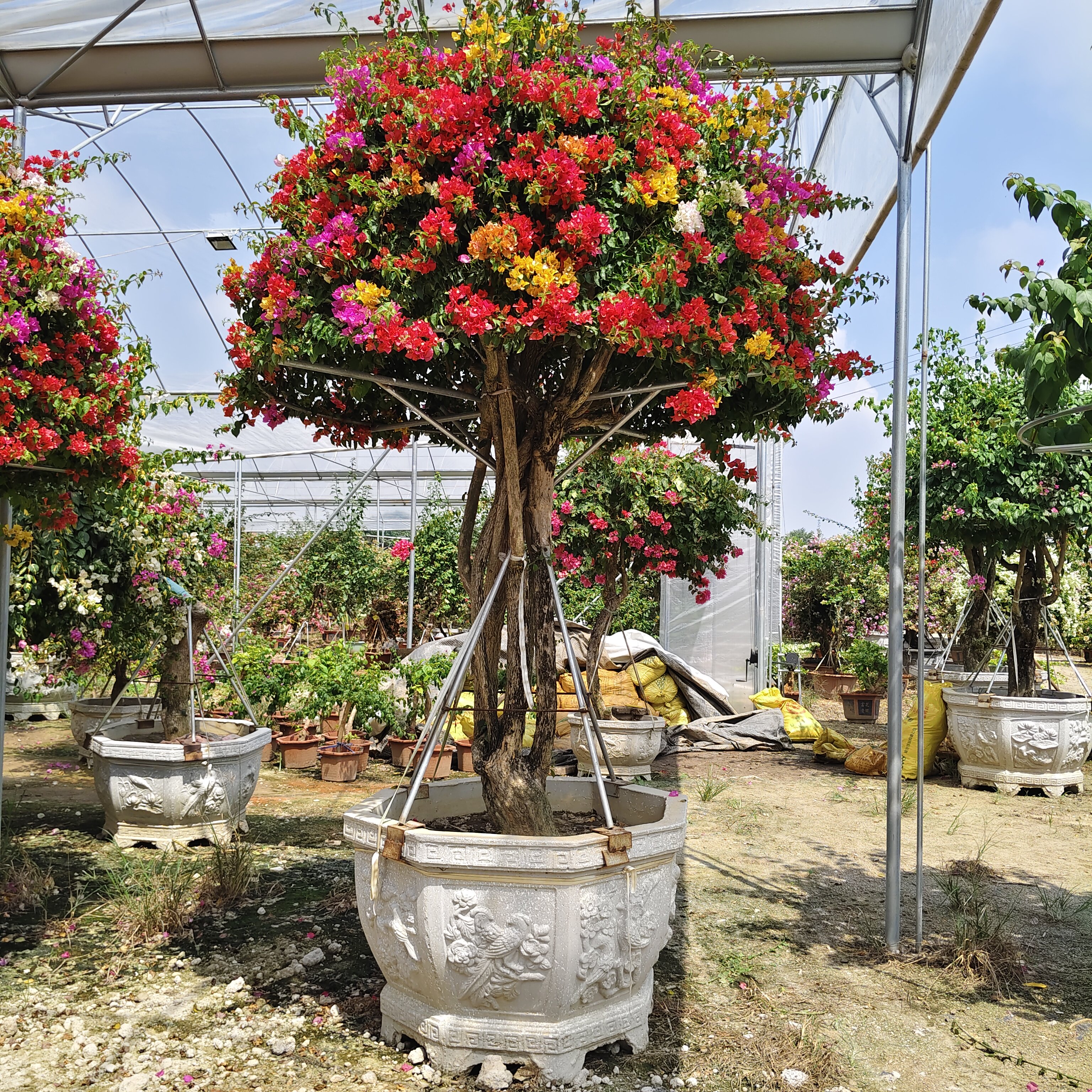 嫁接多色三角梅景观树 三角梅庭院风景树 四季开花三角梅盆景老桩