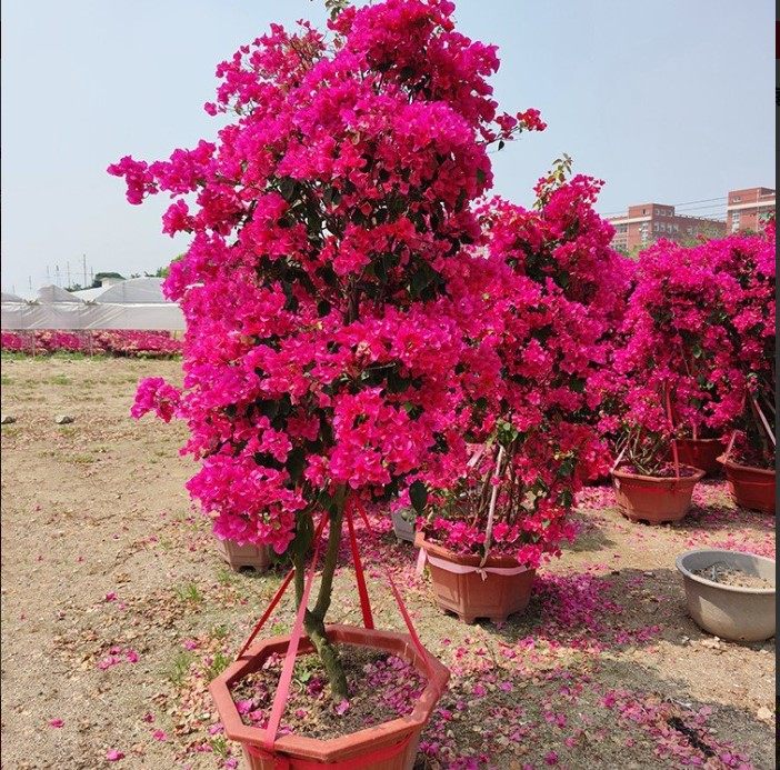 同安红三角梅盆栽 水红三角梅 四季开花勒杜鹃叶子花水红三角梅大