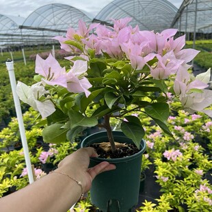 三角梅盆栽 金夫人 三角梅勒杜鹃外爬藤带小勤四季开观花卉苗盆栽