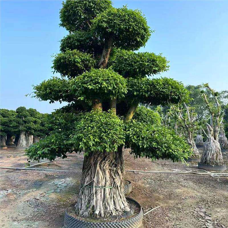 榕树盆景老桩精品造型小叶榕金钱榕别墅庭院室内外大型地栽绿植