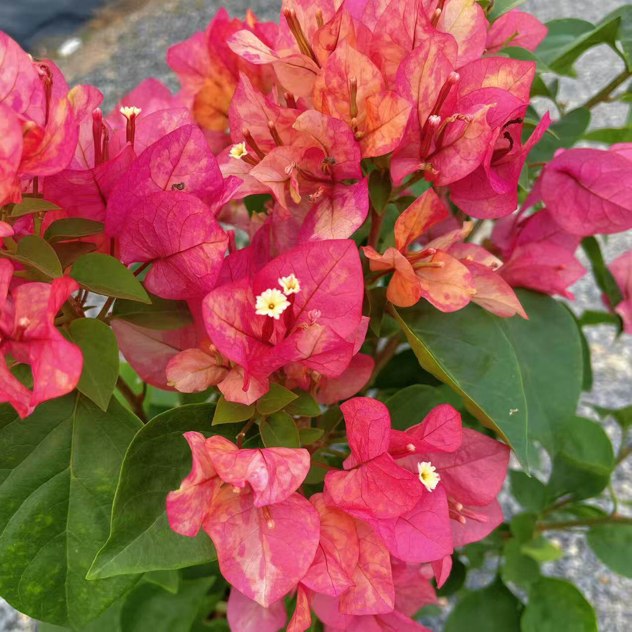 【阿朱娜】三角梅花卉复色系列烈焰花色勤花四季开花 - 实物图