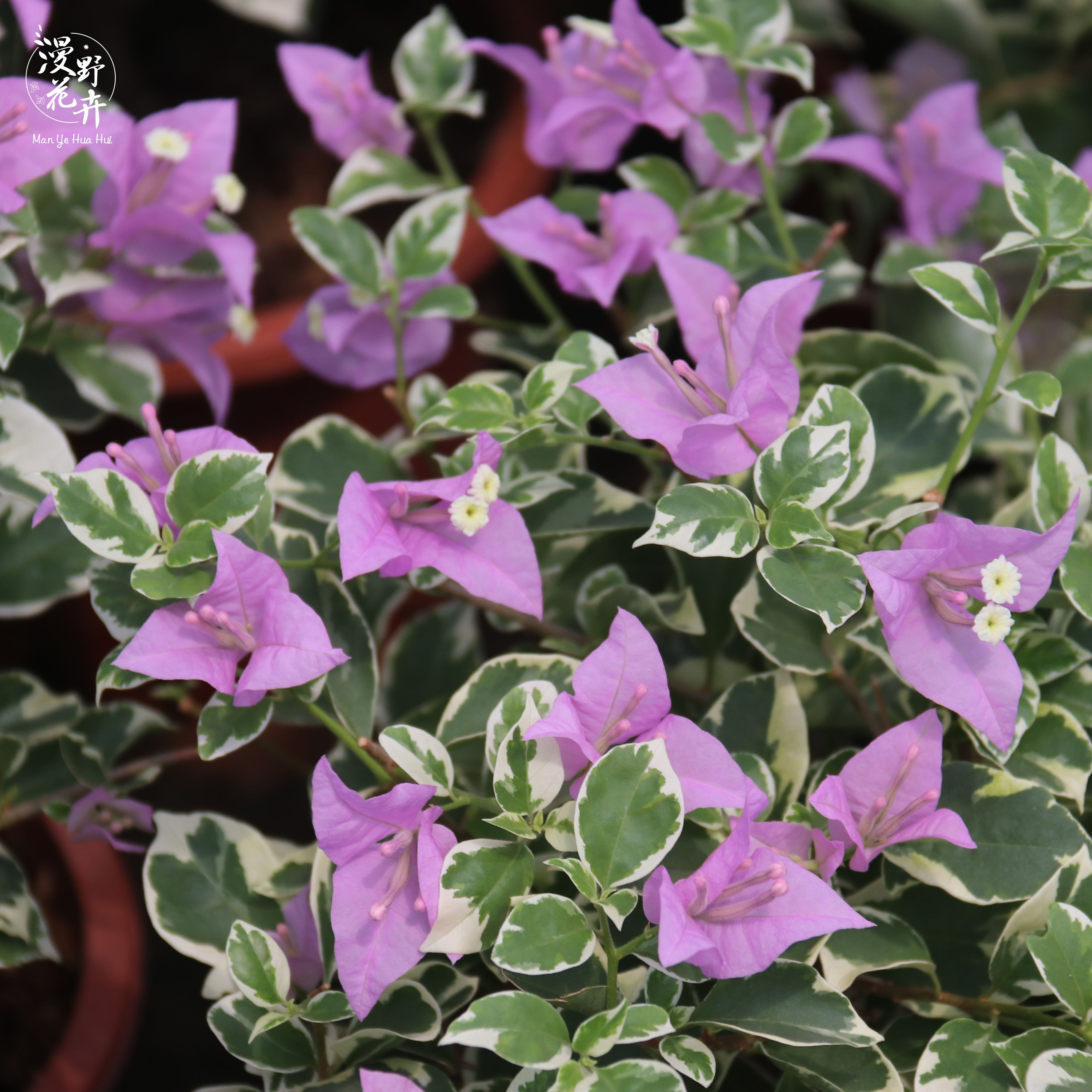 银边浅紫色棒棒糖树形三角梅 银边浅紫 阳台庭院楼顶 三角梅盆栽