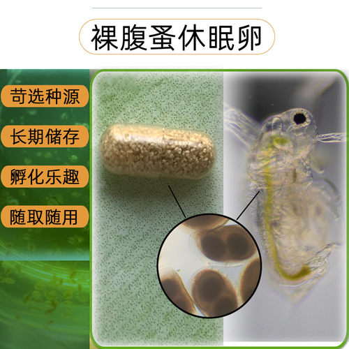 Moina淡水裸腹蚤圆水蚤卵水蛛蹦蹦虫鱼虫饵料休眠卵耐久卵可孵化