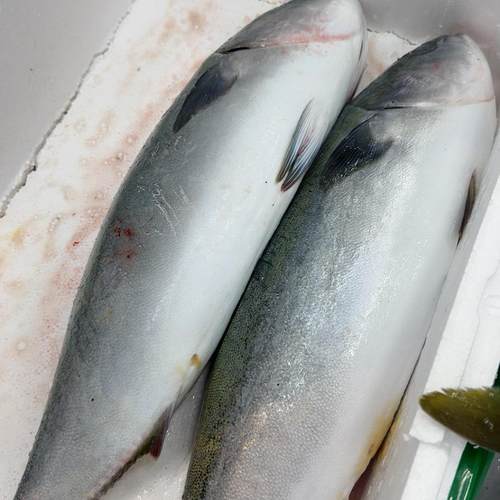 当日新鲜寒鰤鱼鰤鱼平政鱼鰤鱼冰鲜深海大鰤鱼新鲜鰤鱼海鱼