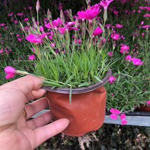 欧石竹花苗盆栽带花盆带花盆栽耐寒耐热庭院阳台花卉植物