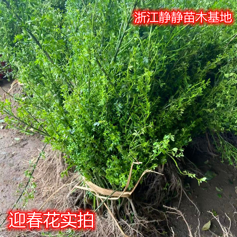迎春花苗春季开花新款绿植黄色花朵色块庭院绿化爬藤地植南北种植