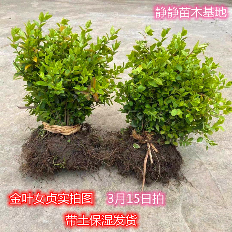 金叶女贞金森小叶篱笆苗花坛种植色块工程绿化四季常青花园精品