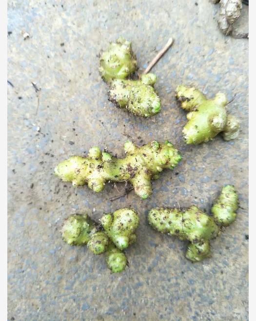 藤三七苗5毛钱一颗 100棵起发货 块根10元一斤 量大优惠