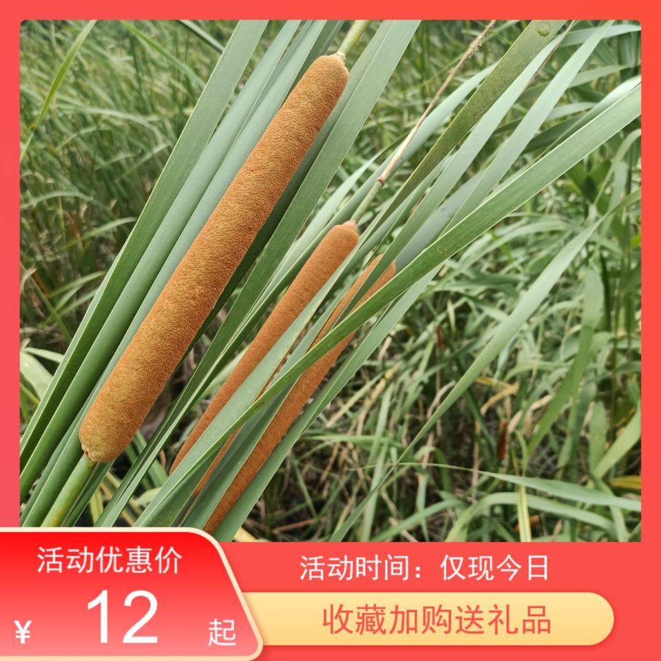 天然蒲棒水蜡烛干花花束家居装饰插花材料艺术创意摆件摄影道具