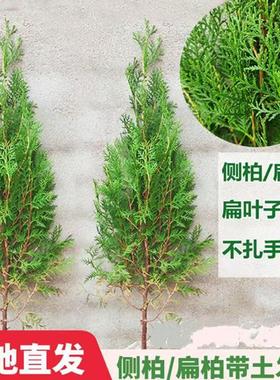 侧柏塔柏松柏树苗四季常青侧柏龙柏扁柏宝塔松苗蜀柏庭院行道
