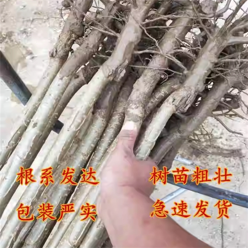 速生无絮白杨树苗植树造林占地苗