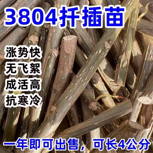 杨树苗扦插枝段插条繁育白杨树苗