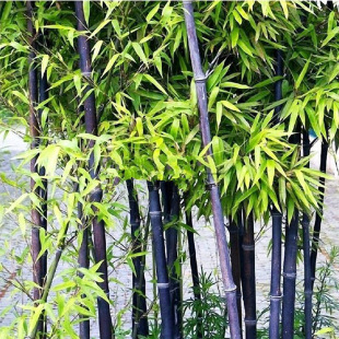 园林绿化苗竹苗四季常青竹子苗紫竹苗庭院种植青竹观赏黄金镶玉竹
