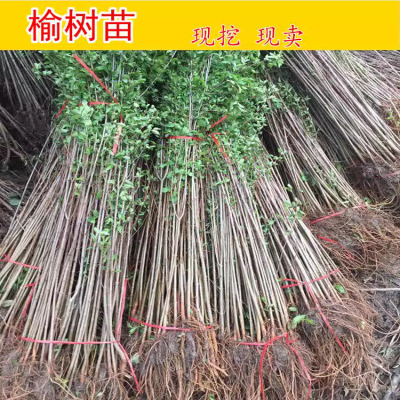 榆树苗耐寒耐旱易成活占地绿化苗