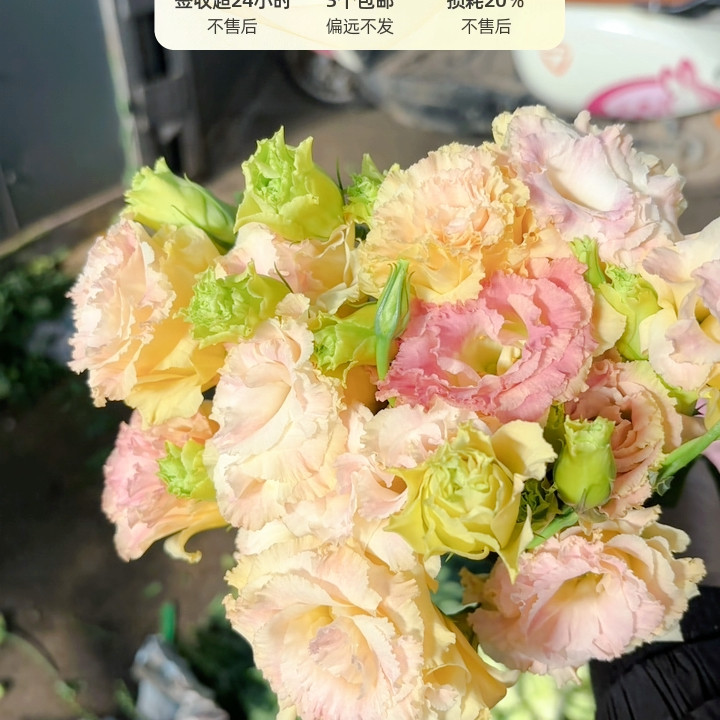 香槟洋桔梗4拼任选3单包邮,鲜花速递/花卉仿真/绿植园艺,花材,淘宝优惠券,粉丝福利购,淘宝优惠卷