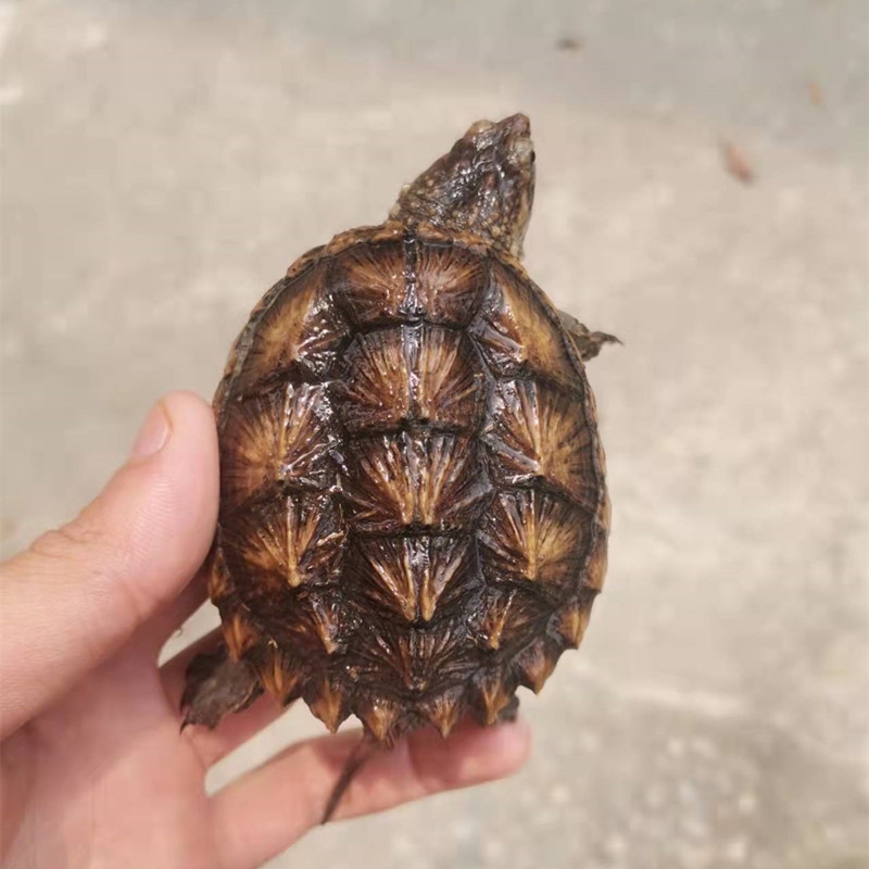 纯佛爆刺佛鳄小鳄龟苗便宜活物大乌龟食用鳄鱼龟幼苗活草龟巴西