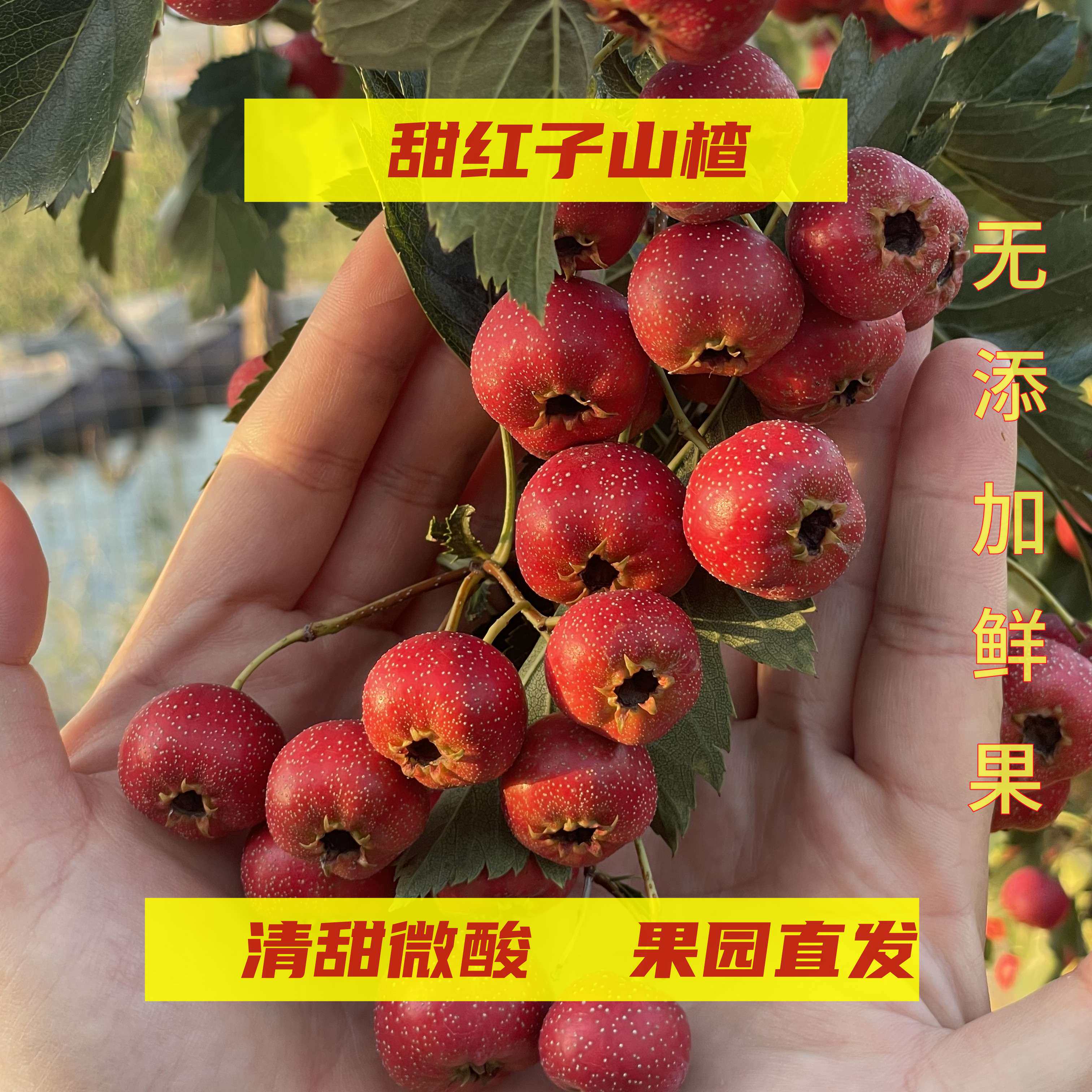 沂蒙山新鲜山楂果甜口小山楂甜红子山楂孕妇宝宝果糖雪球葫芦材料