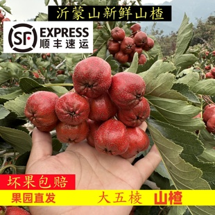【顺丰】2025新鲜大五棱山楂果山里红果水果冰糖葫芦原料泡酒专用