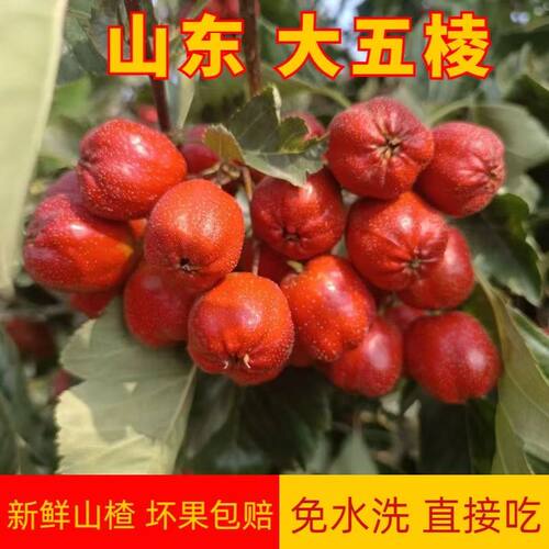 沂蒙山新鲜山楂果鲜果水果大五棱山楂野生山红果酸甜冰糖葫芦泡酒