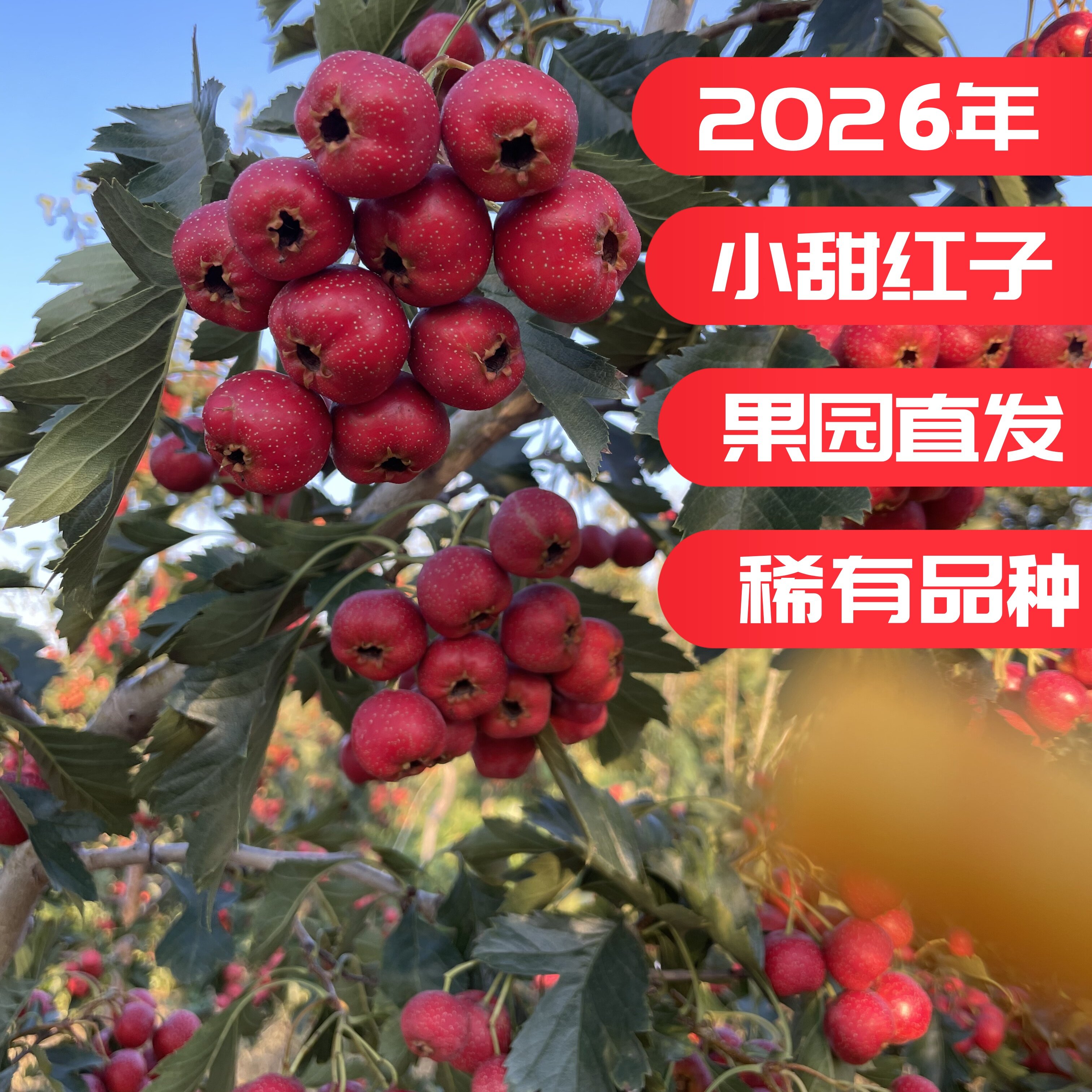 2026年新鲜山楂甜口小山楂甜红子山楂鲜果大果山里红批发整箱商用