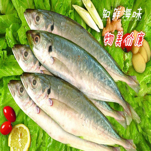 福建东山鲜活野生巴浪鱼海捕新鲜巴浪鱼活冻野生青鱼4斤省内包邮