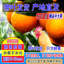 正宗赣南脐橙橙子当季 中大果 新鲜水果现摘江西寻乌手剥现摘20斤装