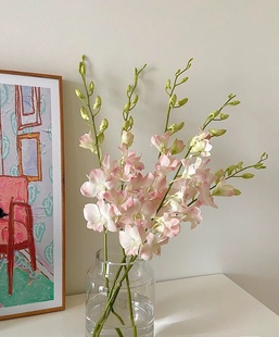 洋兰鲜花千代兰花期长好养活家庭水养鲜切花云南基地直发顺丰包邮