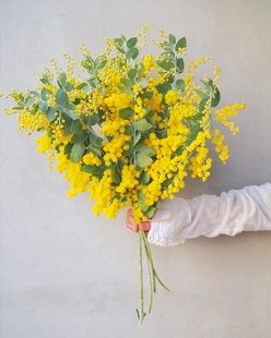 银叶金合欢新年鲜花云南直发家庭客厅水养鲜切花顺丰冷链包邮