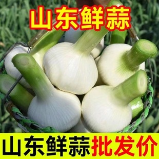 山东白皮蒜2025年当季 鲜蒜七成熟现挖现发新鲜大蒜头湿蒜腌糖醋蒜