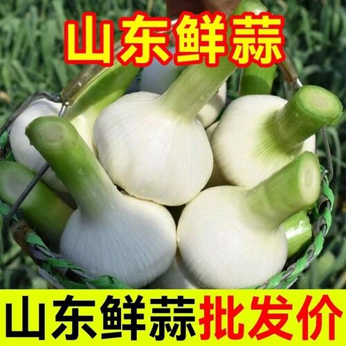 山东白皮蒜2026年当季鲜蒜七成熟现挖现发新鲜大蒜头湿蒜腌糖醋蒜