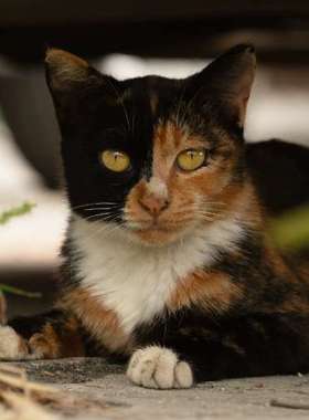 众桦LINOS  inspec.XL 120/5.6 cas f议价