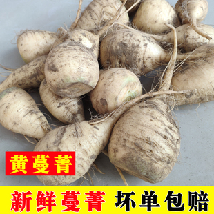 河北新鲜黄蔓菁疙瘩蔬菜芜农家自种菁蛮茎甜面大头菜蔓菁干包邮