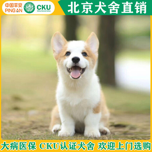 北京纯种柯基幼犬威尔士两色双色三色小短腿柯基犬幼崽宠物狗活体