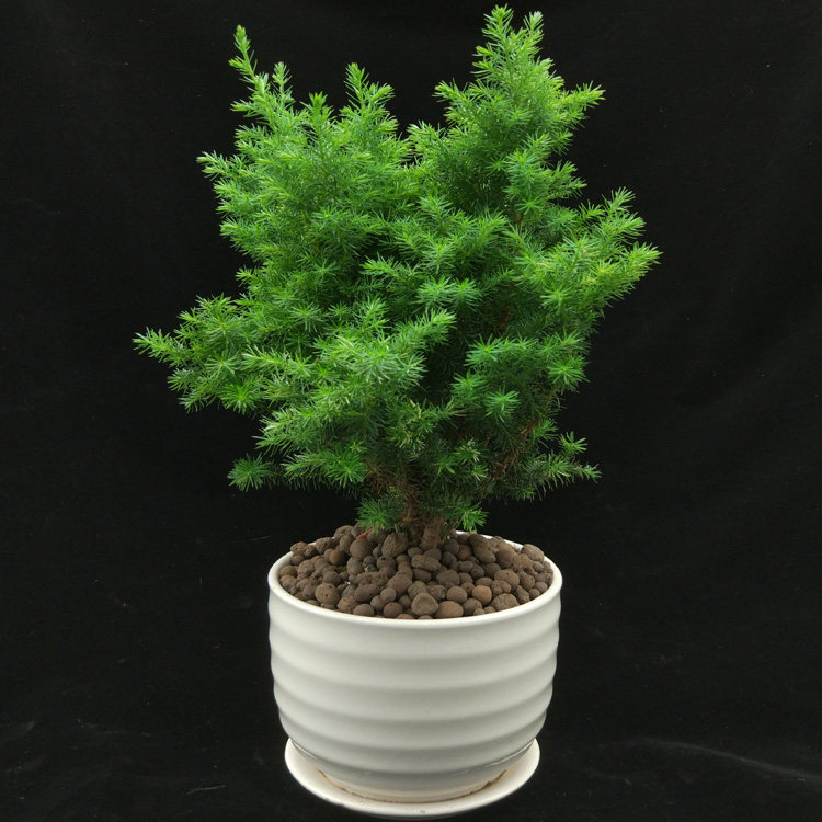 雪松盆栽包郵客廳臥室辦公室盆栽刺柏盆景植物四季長青免郵在類目 鮮花速遞/花卉仿真/綠植園藝, 花卉/綠植盆栽（新）, 綠植中 - 來自Buy2taobao.com提供專業的淘寶代購服務