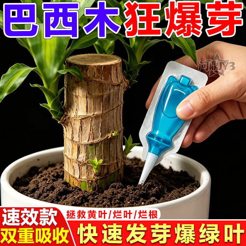 爆芽巴西木营养液促生根防霉