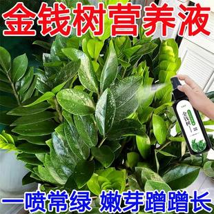 免稀释金钱树专用营养液室内发黄树叶面花肥料花卉盆栽绿植物专用