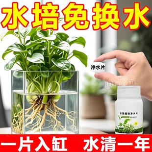 水培植物净水片鲜花花卉保鲜剂不臭水碗莲专用杀菌消毒片净化水质