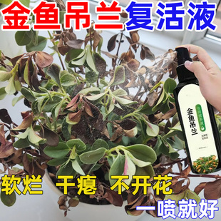 金鱼花肥料营养液复合有机花卉绿植用四季吊兰家庭盆栽园艺专用肥