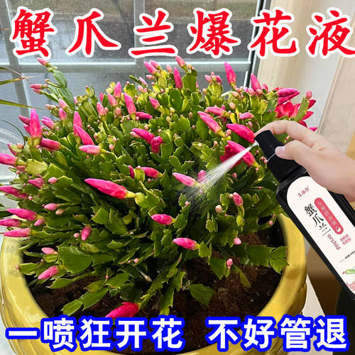 蟹爪兰营养液蟹爪兰专用肥营养液急救发蔫软烂黄叶壮根液体肥