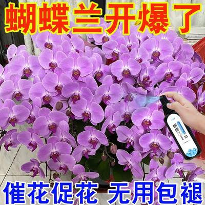 兰灵王兰花专用肥营养液肥料促花活化剂药蝴蝶兰科兰陵王微生物