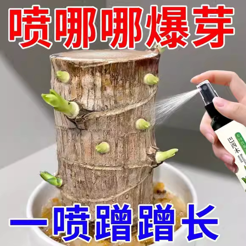 巴西木肥料营养液防烂根发芽防虫