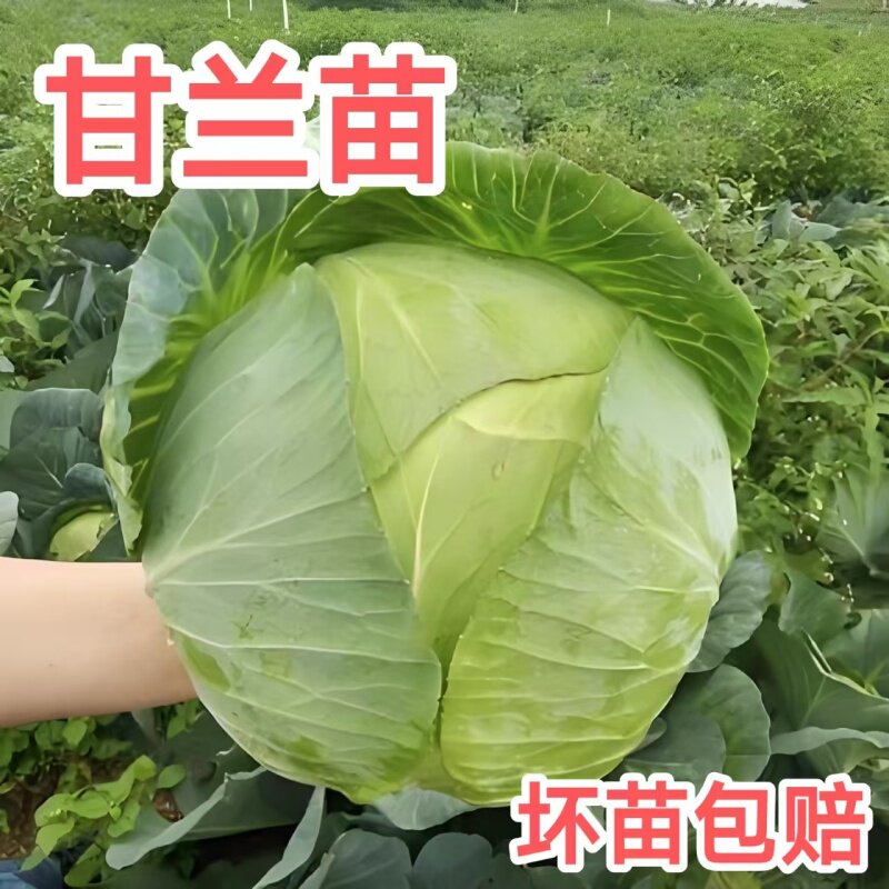 绿甘蓝苗圆白菜苗黄心包菜苗大头菜苗春秋阳台菜园高产带土蔬菜苗