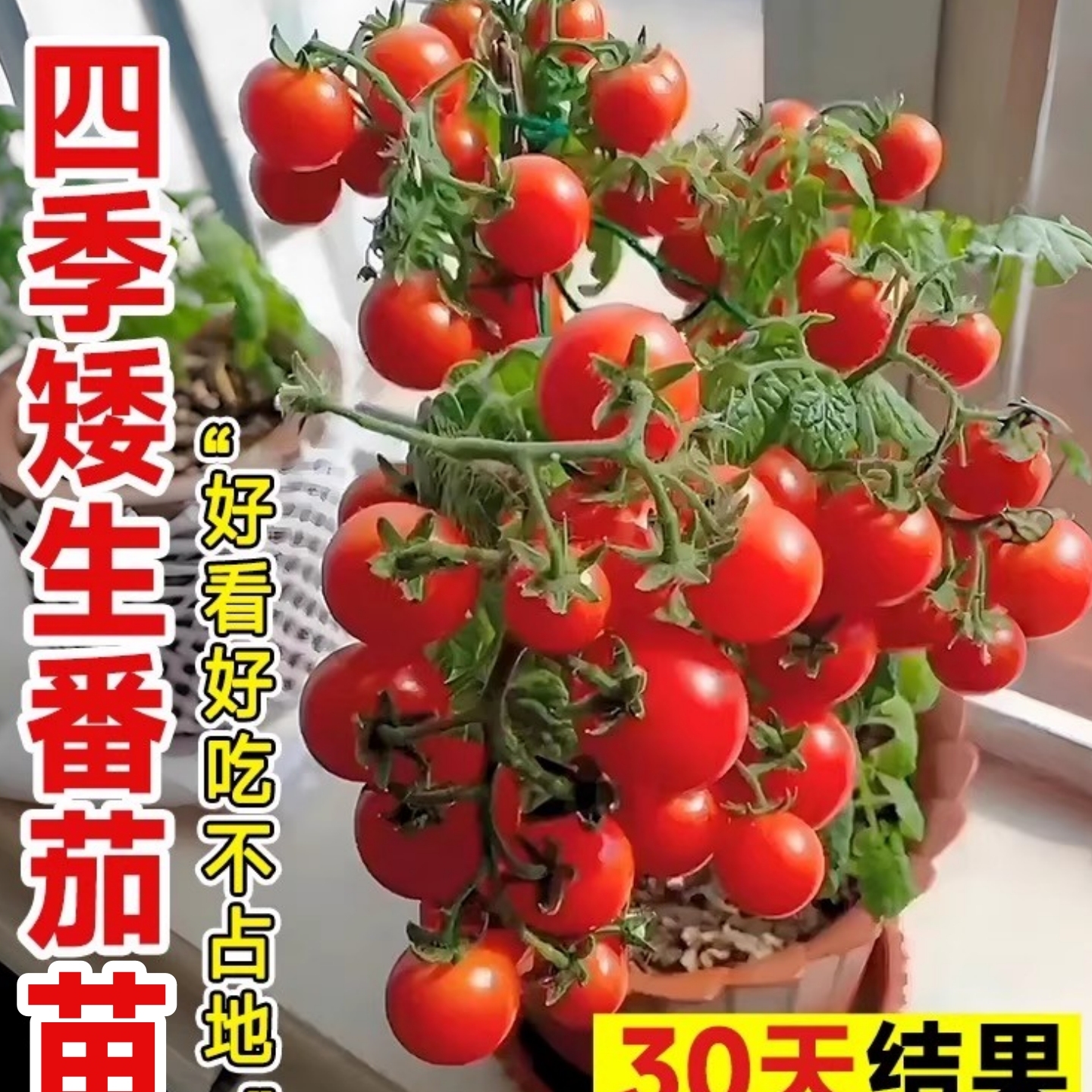 四季小番茄种苗30天结果易养