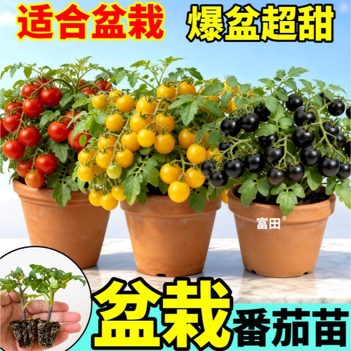 山东寿光矮生番茄苗秧小西红柿千禧黑西柿盆栽圣女果四季阳台可种
