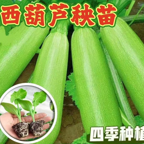西葫芦苗占瓜苗带土带根高产抗病站瓜秧苗四季阳台盆栽蔬菜苗易栽