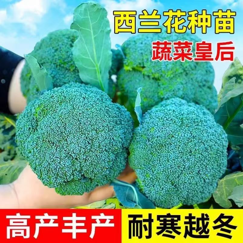 正宗有机西兰花大苗花菜苗秧苗蔬菜苗耐寒西蓝花秧苗阳台庭院栽种