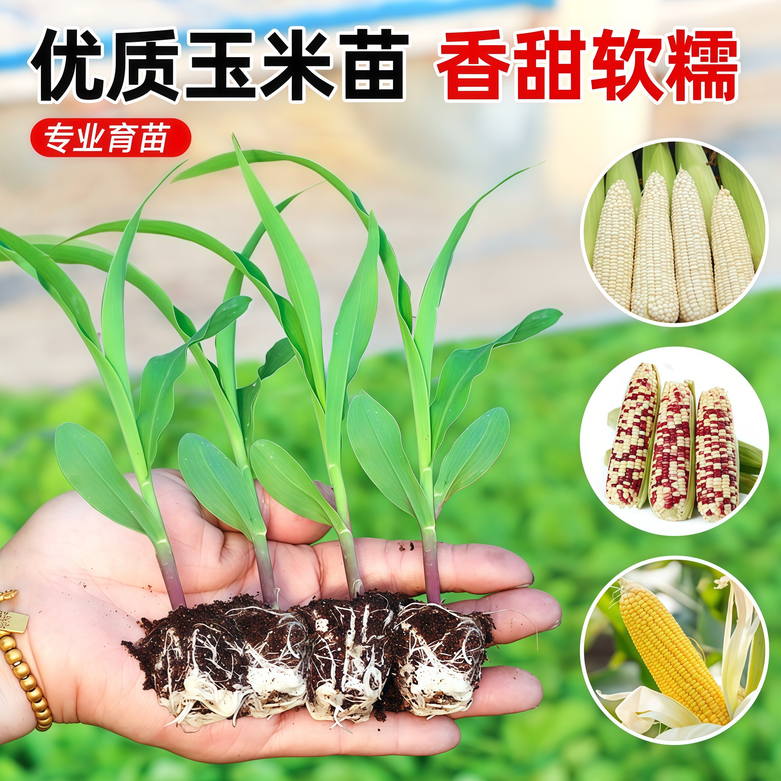 香甜水果玉米苗黄糯玉米苗彩玉米黑白玉米高产超甜盆栽秧苗种子籽