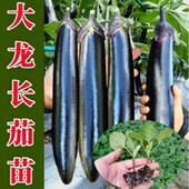 茄子苗秧苗带土老品种紫长茄四季 蔬菜长茄苗圆茄苗杭茄苗阳台盆栽